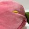 25cm 10&quot; Rosa e Branca Plumes de Páscoa Coelhinho de Brinquedo Coelhinho Animal Recheado em Morango
