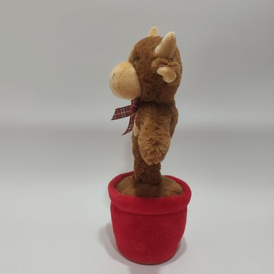 Vaca de montanha cantando e dançando